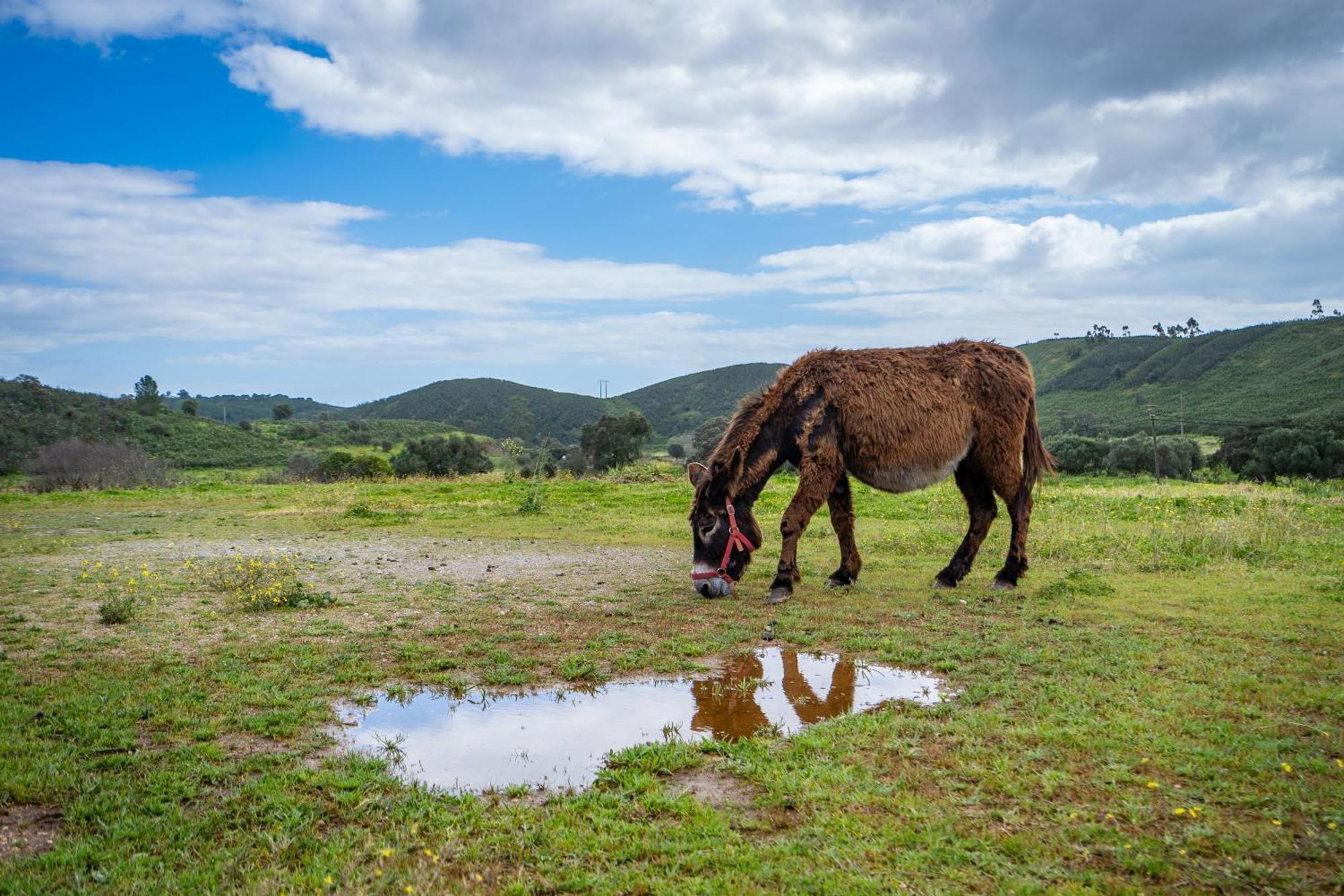 Burro Ville By Host Wise Portimão Zewnętrze zdjęcie