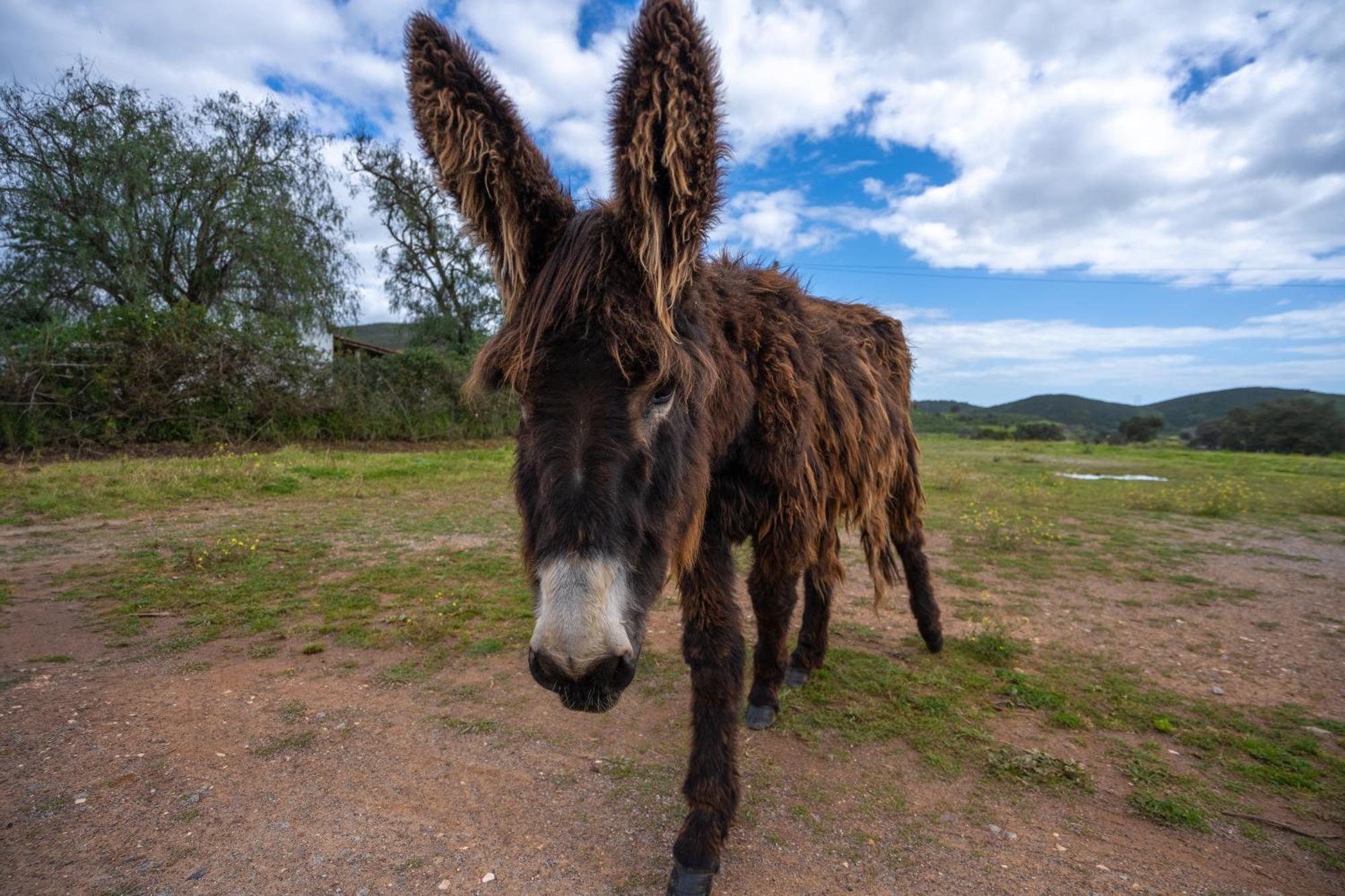 Burro Ville By Host Wise Portimão Zewnętrze zdjęcie