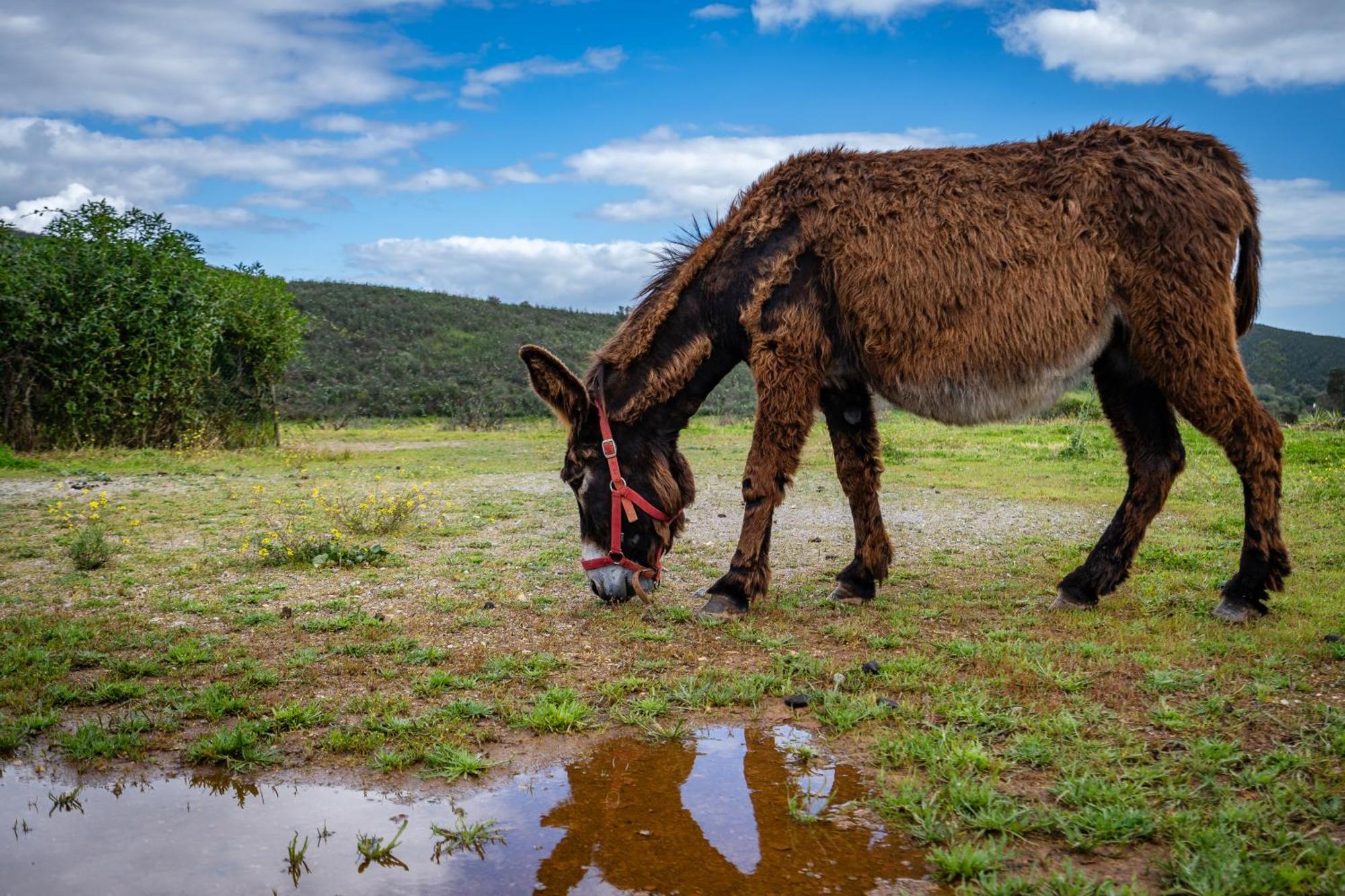 Burro Ville By Host Wise Portimão Zewnętrze zdjęcie