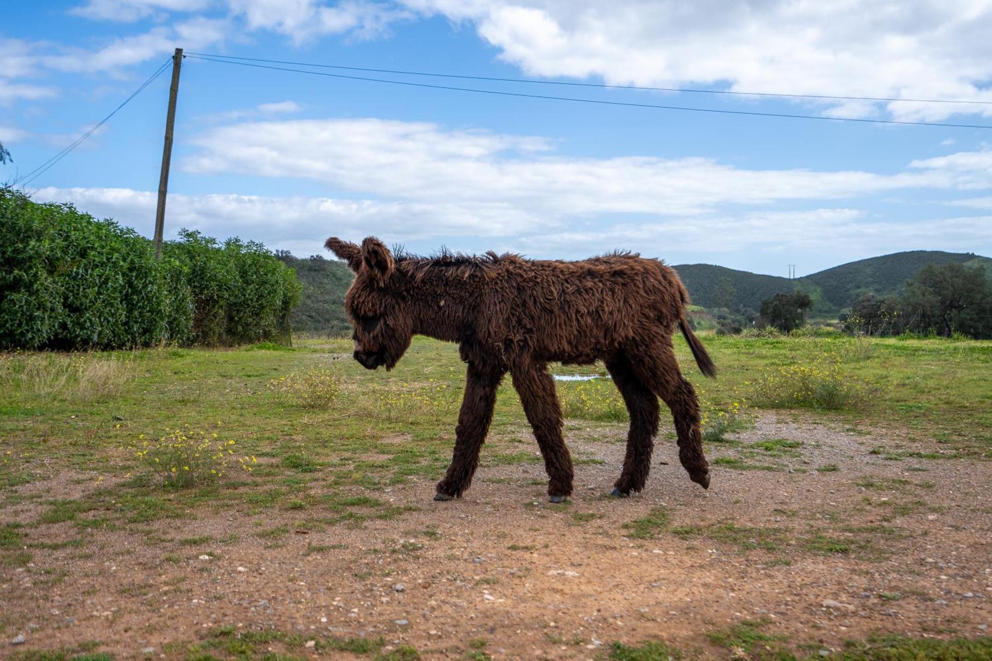 Burro Ville By Host Wise Portimão Zewnętrze zdjęcie