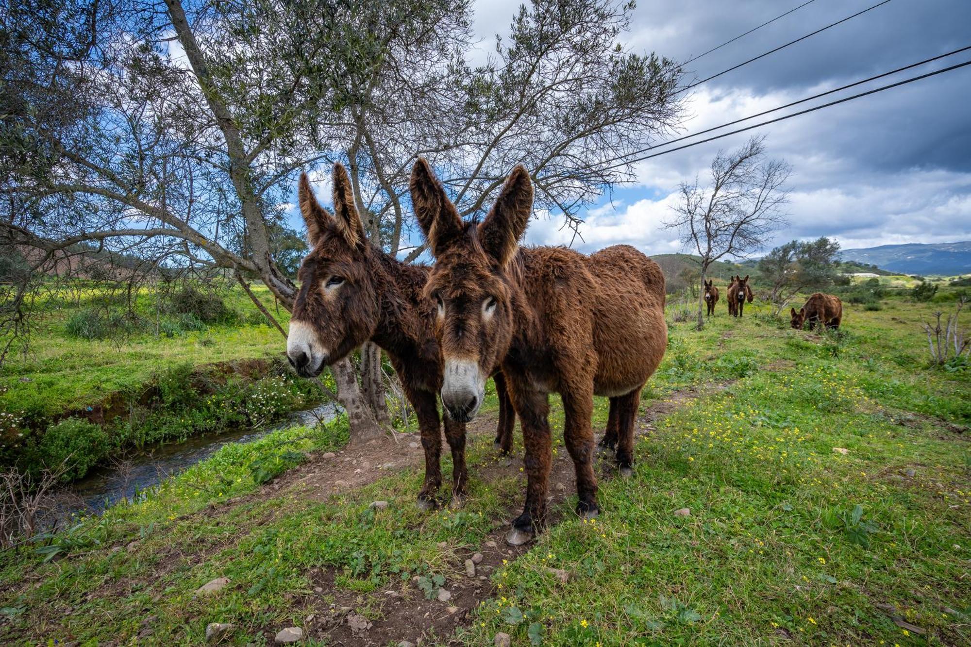 Burro Ville By Host Wise Portimão Zewnętrze zdjęcie