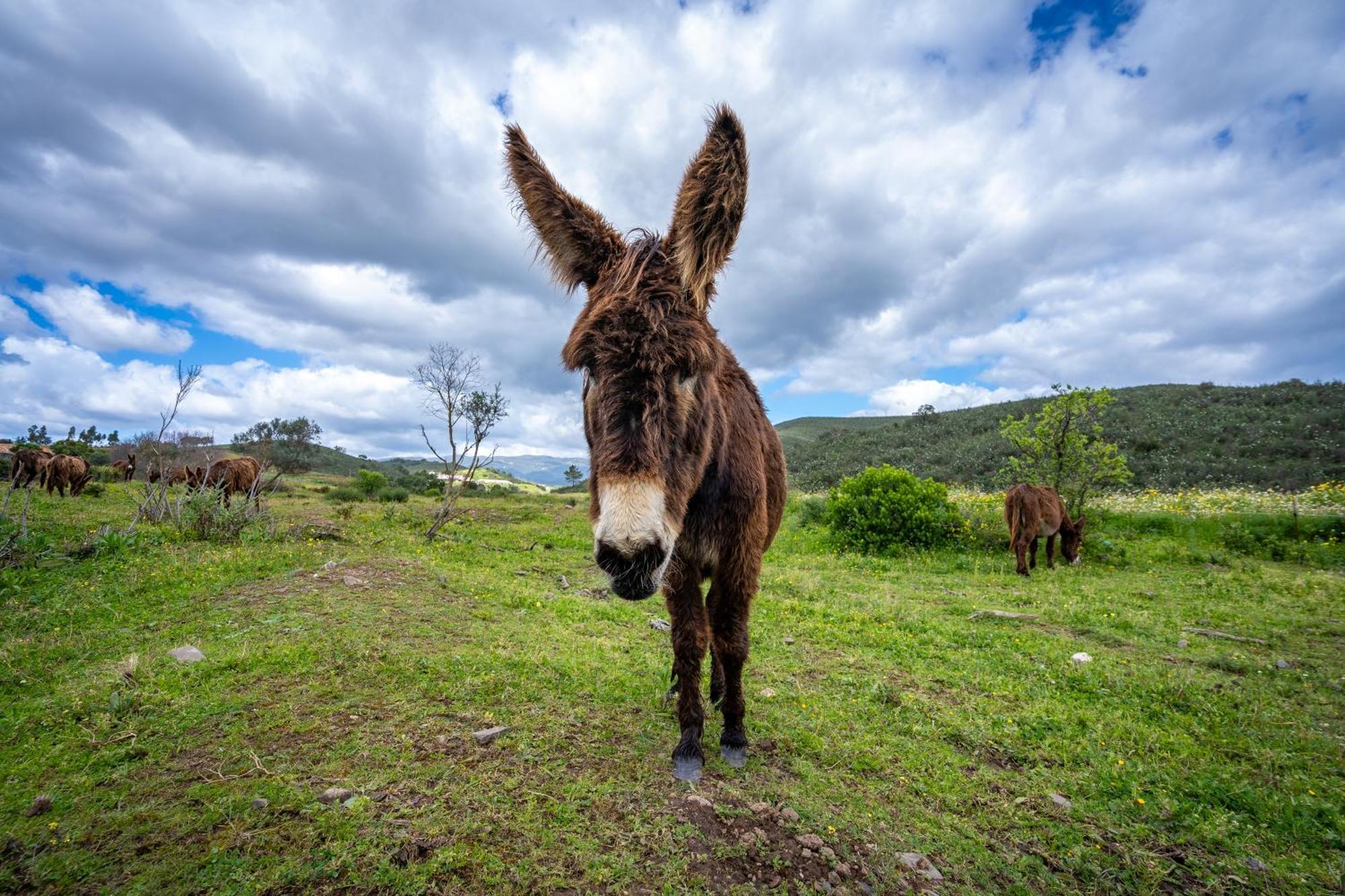 Burro Ville By Host Wise Portimão Zewnętrze zdjęcie