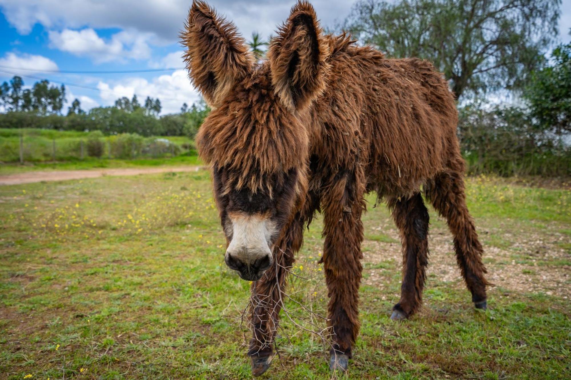 Burro Ville By Host Wise Portimão Zewnętrze zdjęcie