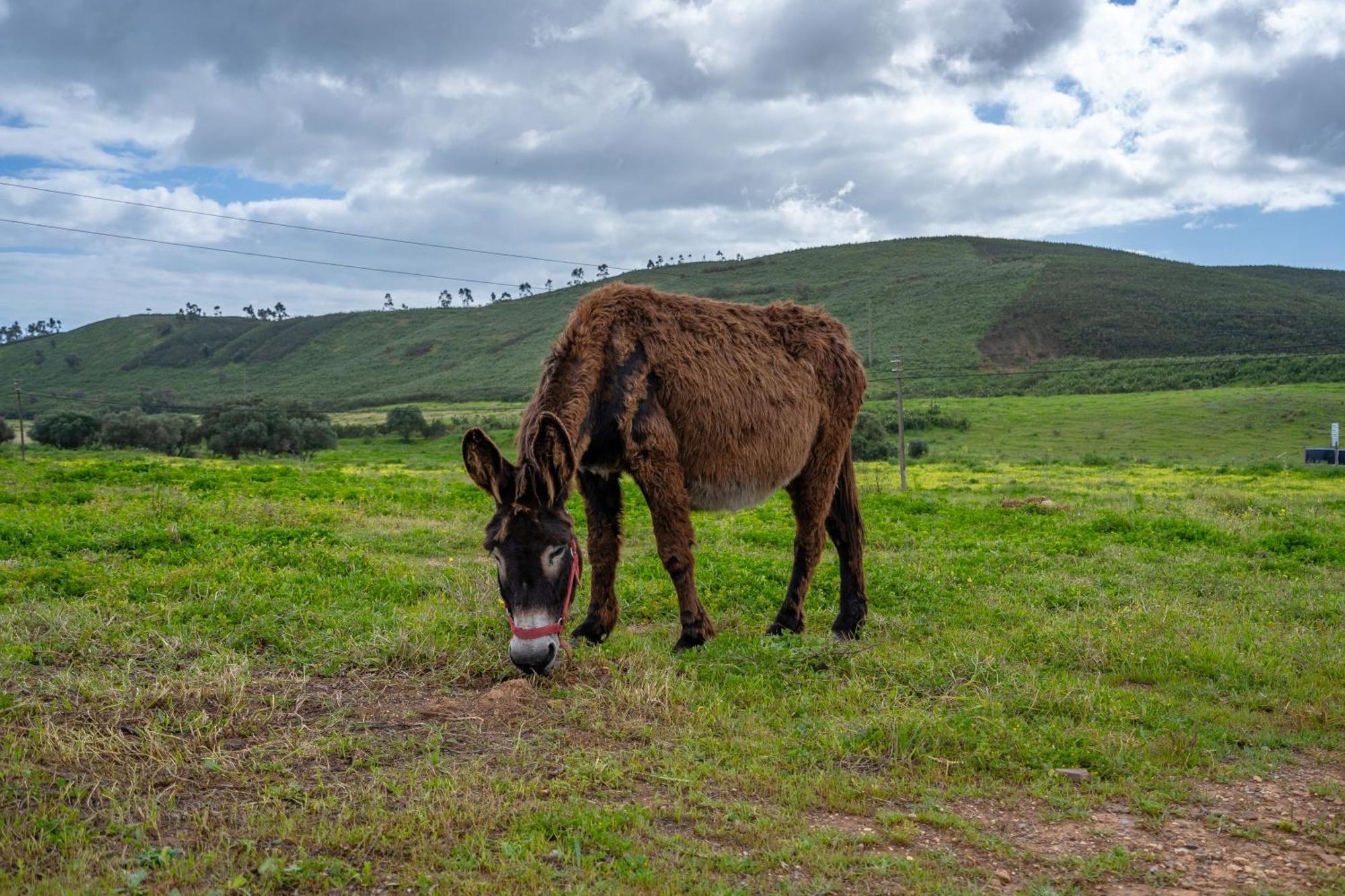 Burro Ville By Host Wise Portimão Zewnętrze zdjęcie
