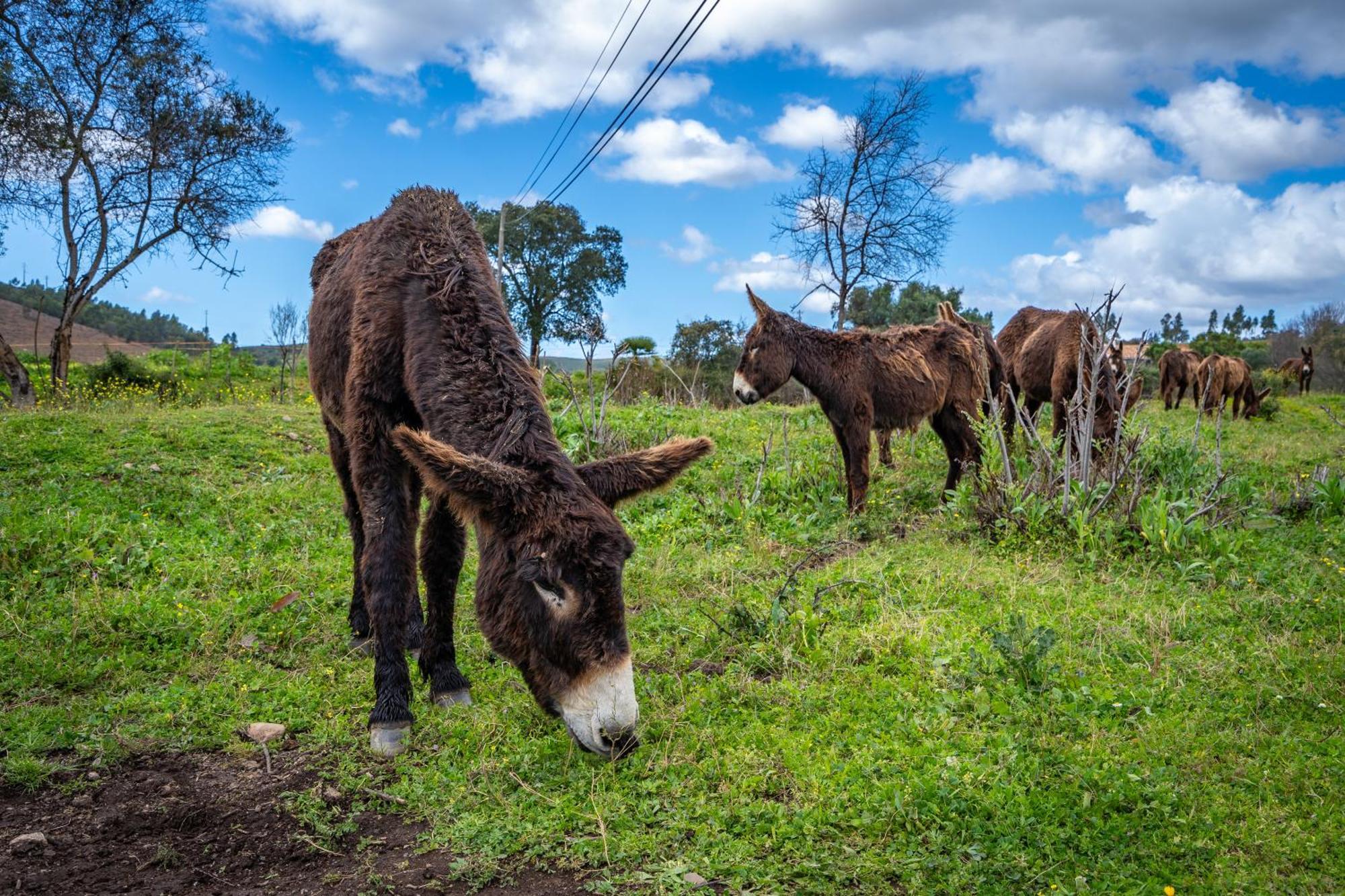 Burro Ville By Host Wise Portimão Zewnętrze zdjęcie