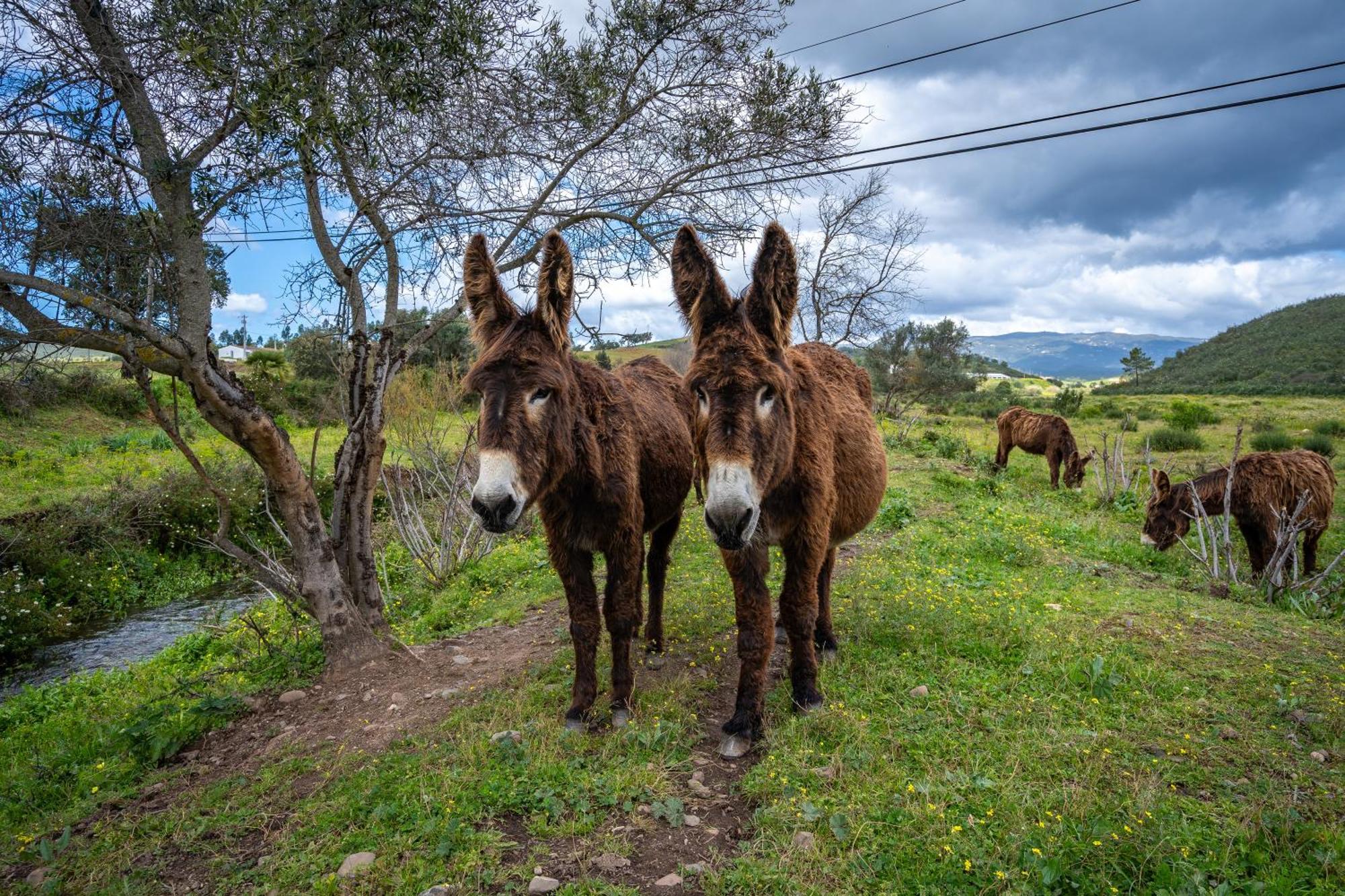 Burro Ville By Host Wise Portimão Zewnętrze zdjęcie