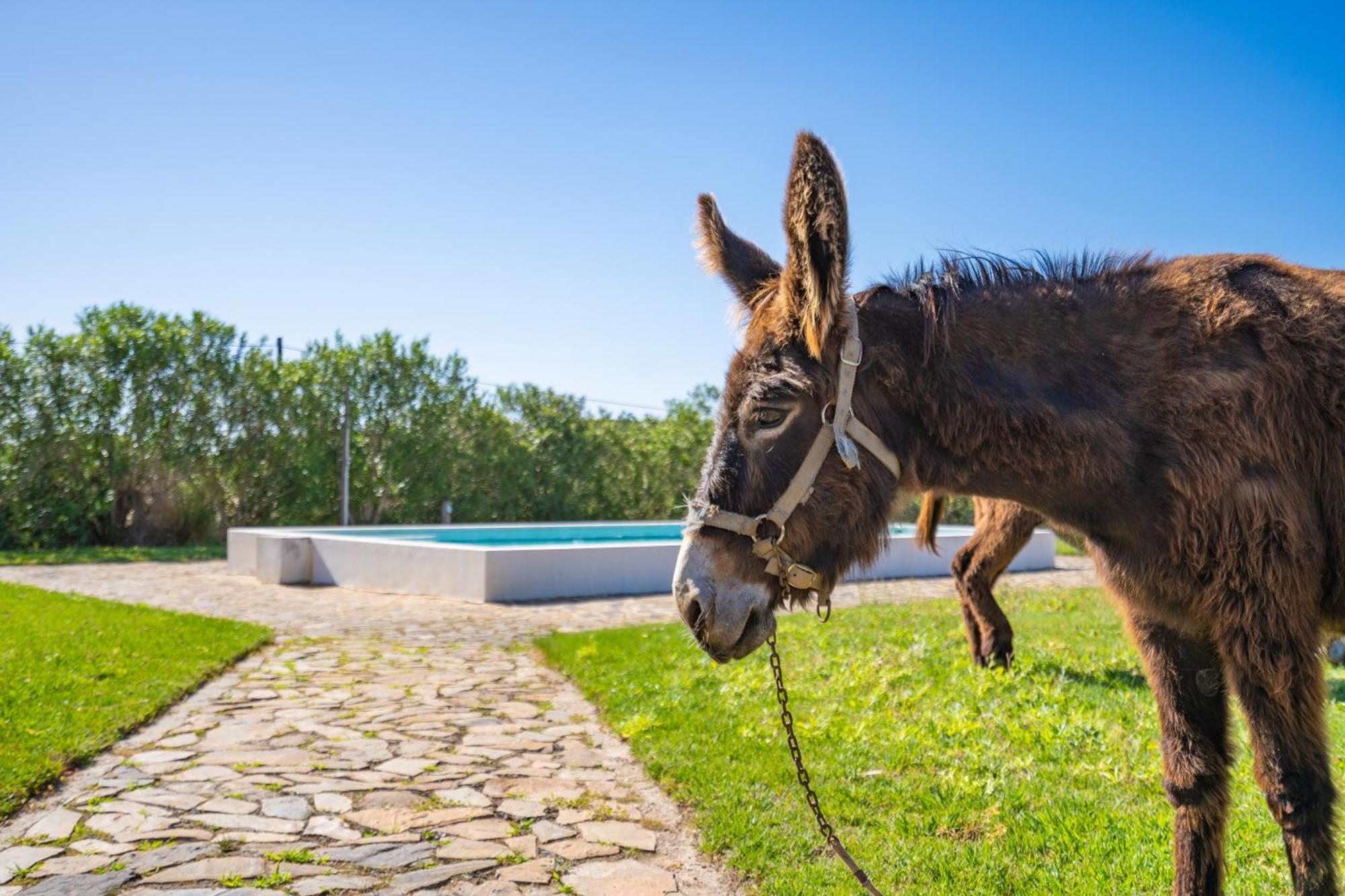 Burro Ville By Host Wise Portimão Zewnętrze zdjęcie