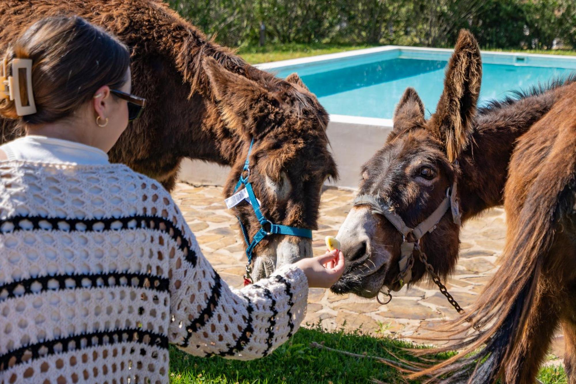 Burro Ville By Host Wise Portimão Zewnętrze zdjęcie